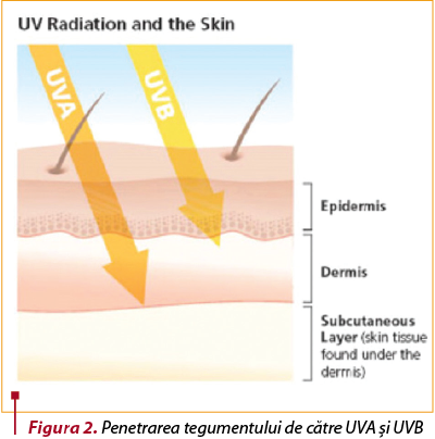 Figura 2. Penetrarea tegumentului de către UVA şi UVB