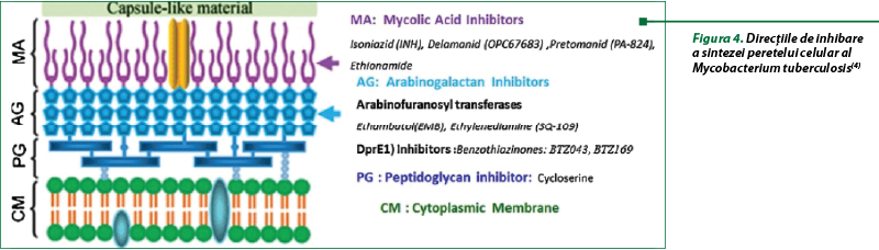 Figura 4. Direcţiile de inhibare a sintezei peretelui celular al Mycobacterium tuberculosis(4)