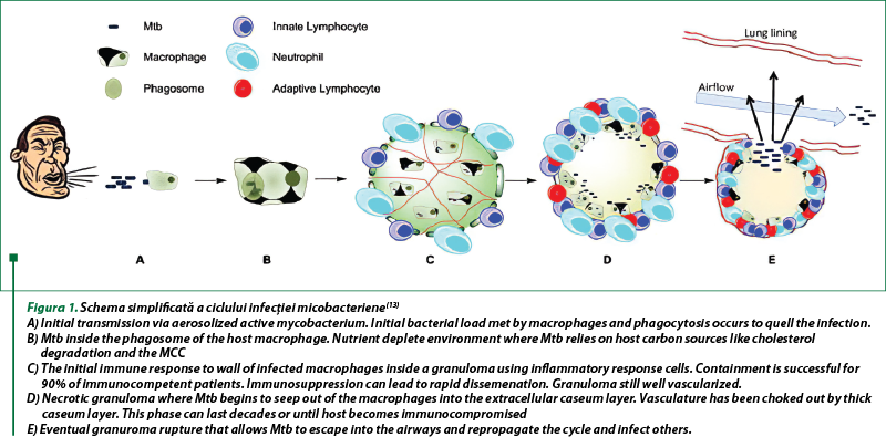 Figura 1. Schema simplificată a ciclului infecţiei micobacteriene(13)