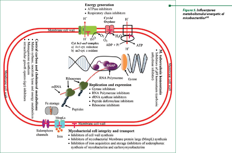 Figura 5. Influenţarea metabolismului energetic al micobacteriilor(27)
