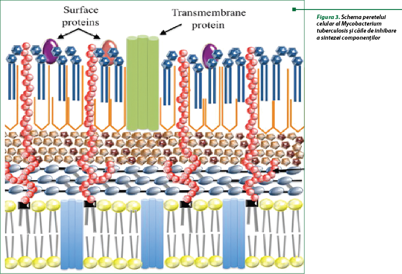 Figura 3. Schema peretelui celular al Mycobacterium tuberculosis şi căile de inhibare 