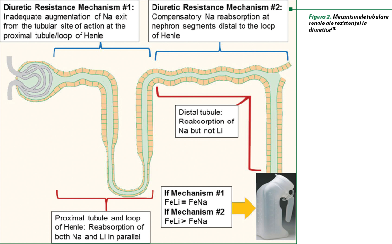 Figura 2. Mecanismele tubulare renale ale rezistenţei la diuretice(13)