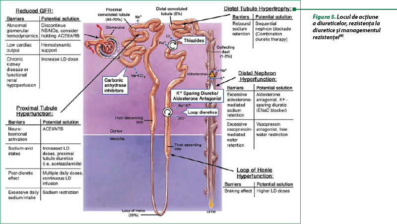 Figura 5. Locul de acţiune a diureticelor, rezistenţa la diuretice şi managementul rezistenţei(6)
