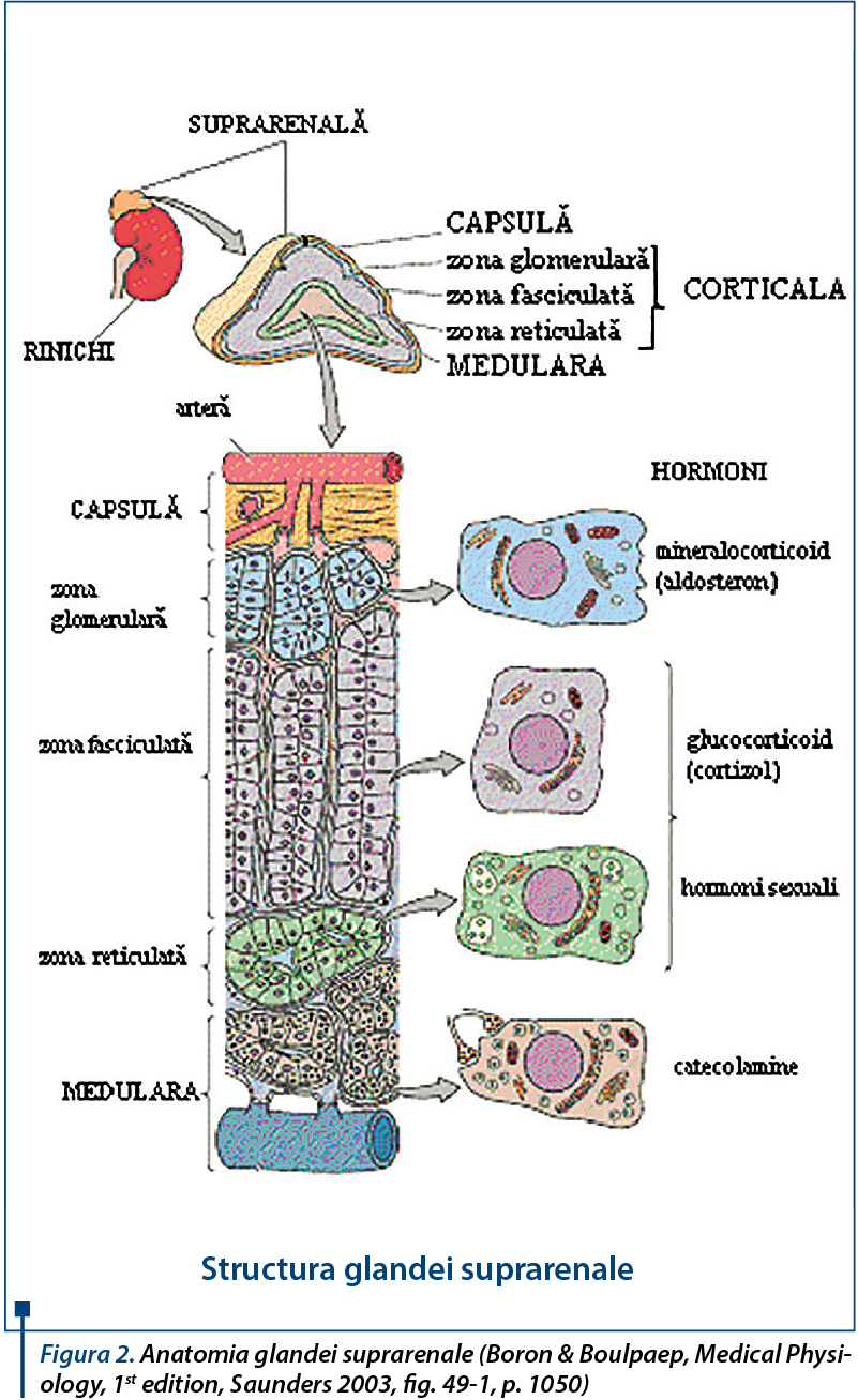  Anatomia glandei suprarenale 