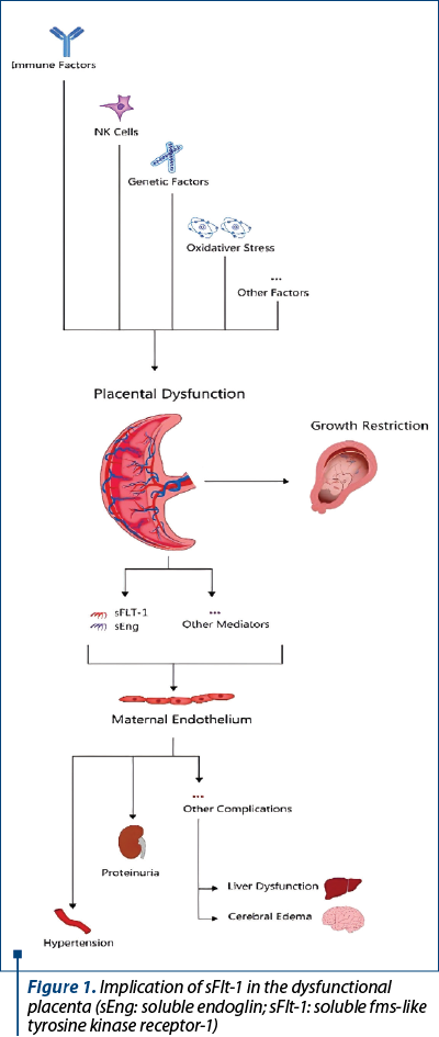Figure 1. Implication of sFlt-1 in the dysfunctional placenta (sEng: soluble endoglin; sFlt-1: soluble fms-like tyrosine kinase receptor-1)