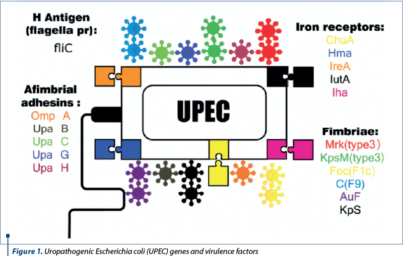 Figure 1. Uropatho­ge­nic Escherichia coli (UPEC) genes and virulence factors