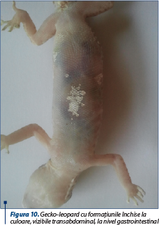 Figura 10. Gecko‑leopard cu formaţiunile închise la culoare, vizibile transabdominal, la nivel gastrointestinal