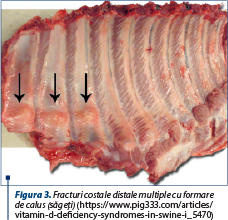 Figura 3. Fracturi costale distale multiple cu formare de calus (săgeţi) (https://www.pig333.com/articles/vitamin-d-deficiency-syndromes-in-swine-i_5470)
