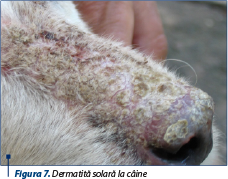 Figura 7. Dermatită solară la câine