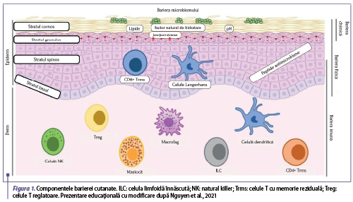 Figura 1. Componentele barierei cutanate. ILC: celula limfoidă înnăscută; NK: natural killer; Trms: celule T cu memorie reziduală; Treg: celule T reglatoare. Prezentare educaţională cu modificare după Nguyen et al., 2021