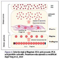Figura 3. Ciclul de viaţă al filagrinei. UCA: acid urocanic; PCA: acid pirolidin carboxilic. Prezentare educaţională cu modificări după Yang et al., 2020