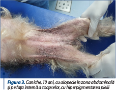 Figura 3. Caniche, 10 ani, cu alopecie în zona abdominală şi pe faţa internă a coapselor, cu hiperpigmentarea pielii