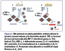 Figura 5. Mecanismul secreţiei peptidelor antimicrobiene în ţesutul cutanat indemn şi în dermatita atopică. TNF-α: factorul de necroză tumorală alfa; INF-ϒ: interferon gama; Lc Th2: limfocit Th2; HBD-2, 3: defensinele umane; LL-37: catelicidină; NO: oxid nitric; IL-8: interleukina 8; IL-4: interleukina 4; IL-13: interleukina 13. Prezentare educaţională cu modificări după Nomura et al., 2003