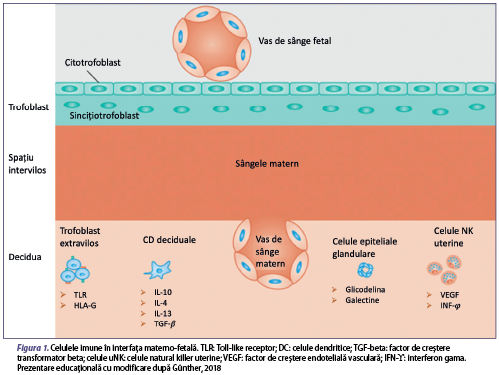 Figura 1. Celulele imune în interfaţa materno-fetală. TLR: Toll-like receptor; DC: celule dendritice; TGF-beta: factor de creştere transformator beta; celule uNK: celule natural killer uterine; VEGF: factor de creştere endotelială vasculară; IFN-ϒ: interferon gama. Prezentare educaţională cu modificare după Günther, 2018