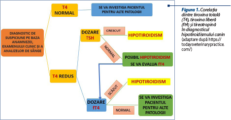 Figura 1. Corelaţia dintre tiroxina totală (T4), tiroxina liberă (ft4) şi tireotropină în diagnosticul hipotiroidismului canin (adaptare după https://todaysveterinarypractice.com/)