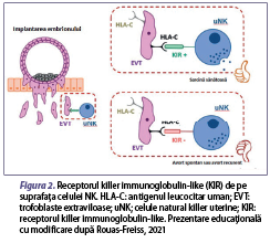 Figura 2. Receptorul killer immunoglobulin-like (KIR) de pe suprafaţa celulei NK. HLA-C: antigenul leucocitar uman; EVT: trofoblaste extraviloase; uNK; celule natural killer uterine; KIR: receptorul killer immunoglobulin-like. Prezentare educaţională cu modificare după Rouas-Freiss, 2021
