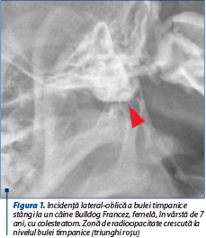Figura 1. Incidenţă lateral-oblică a bulei timpanice stângi la un câine Bulldog Francez, femelă, în vârstă de 7 ani, cu colesteatom. Zonă de radioopacitate crescută la nivelul bulei timpanice (triunghi roşu) 