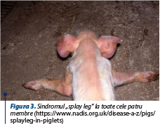 Figura 3. Sindromul „splay leg” la toate cele patru membre (https://www.nadis.org.uk/disease-a-z/pigs/splayleg-in-piglets)